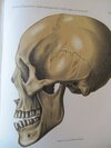Scherzer, Dr. K.von.  / Müller, Dr. F. / Wüllerstorf-Urbair, B.von. / Weisbach, Dr. A. / Zuckerkandl, Dr. E.: Reise der Österreichischen Fregatte Novara um die Erde in den Jahren 1857, 1858, 1859. Anthropologischer Theil. (In 3 Bänden. So vollständig.) – Bild 4