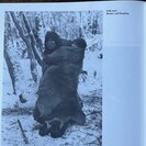 Brüggemann, Anne. / Museum f. Völkerkunde Frankfurt.: Der trauernde Blick.Martin Gusindes Fotos der letzten Feuerland-Indianer. - Bild 3